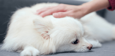 狗狗可以吃什么感冒药