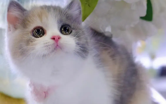矮脚猫配矮脚猫生出来都是矮脚吗