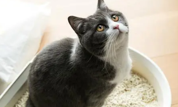 猫吃完就拉正常吗?主人须知。 猫吃完就拉正常吗?主人须知。