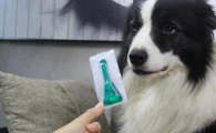 狗狗做一次体外驱虫多少钱