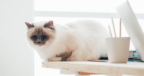 如何让猫不上桌子?看完后你们就知道了! 如何让猫不上桌子?看完后你们就知道了!