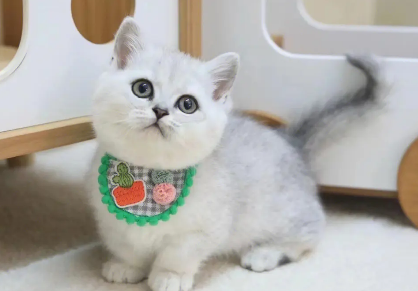 银渐层矮脚猫价格
