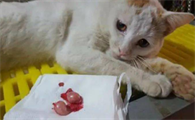 猫知道自己蛋蛋被割了吗?好奇就来了解~