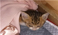 猫洗完澡多久可以做体外驱虫? 快来了解一下