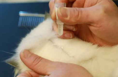 猫用的体外驱虫能给狗用吗