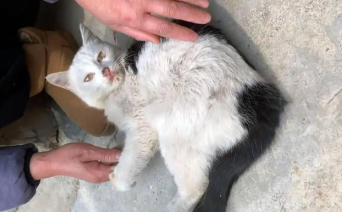 流浪猫被打伤，讨好人类，被收养后主人感觉捡到宝