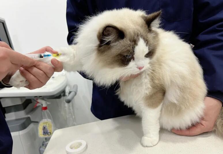 布偶猫为什么要绝育出售?本文告诉你 布偶猫为什么要绝育出售?本文告诉你