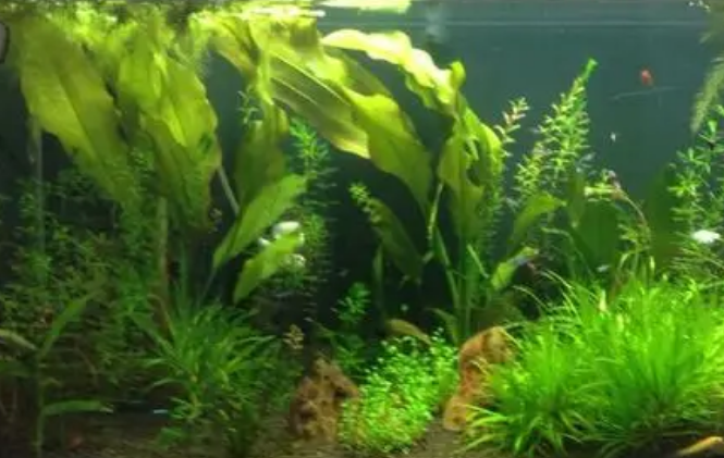 水草买来能直接下鱼缸吗