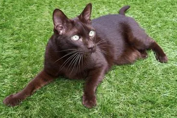 哈瓦那棕猫怎么洗澡?来这里看看吧~ 哈瓦那棕猫怎么洗澡?来这里看看吧~