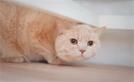 猫最忌讳的三个属相