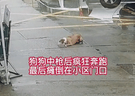 中毒狗狗来警局“求救”，刚到门口就被拖走