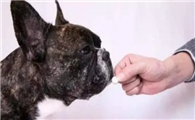 狗狗怀孕期间可以做体内驱虫吗