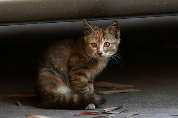 猫咪离家出走，回来时脖子挂了个牌子