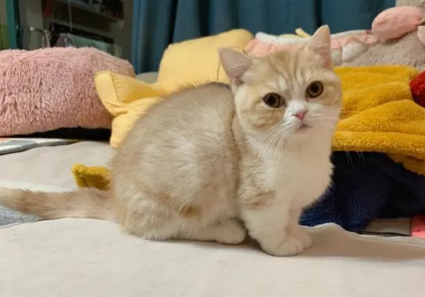 矮脚猫腿突然瘸