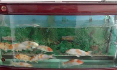 如何让鱼缸的水变清澈