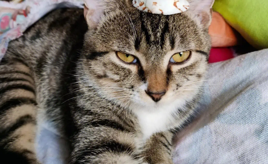 三个月的小猫会不会换牙？答案在这里