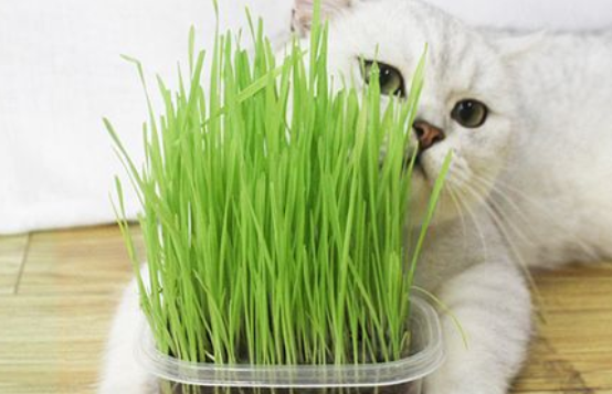 什么草是猫草 什么草是猫草