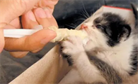 宠物益生菌怎么喂猫