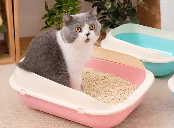 怎么训练幼猫使用猫砂？方法在这里