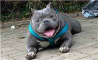 恶霸犬是大型犬吗