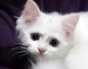 人得猫癣用什么药？这里有答案