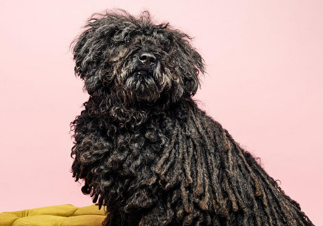 波利犬毛发怎么修剪,看这就知道了! 波利犬毛发怎么修剪,看这就知道了!