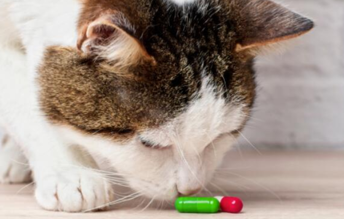猫咪普通感冒喂什么药