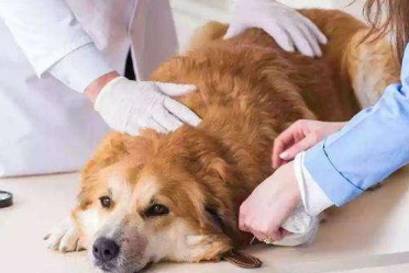 狗怀孕能体外驱虫吗