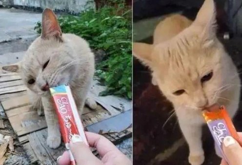 喂流浪猫数日，突失联3个月！再次相遇它送上2只老鼠答谢