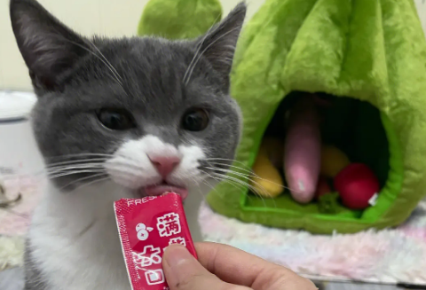 猫咪多大吃猫条