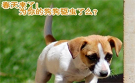 宠物宠物如何驱虫