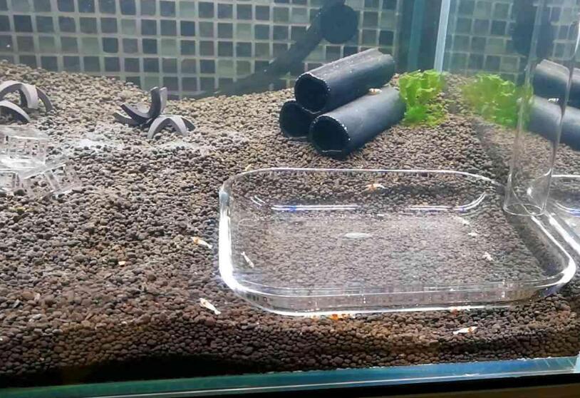 硝化菌怎么使用方法