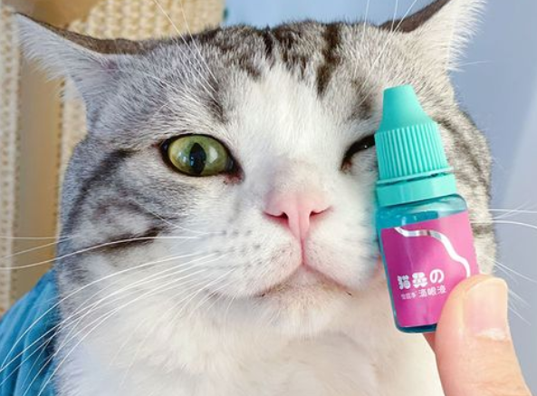 猫咪眼药水需要多少钱 猫咪眼药水需要多少钱