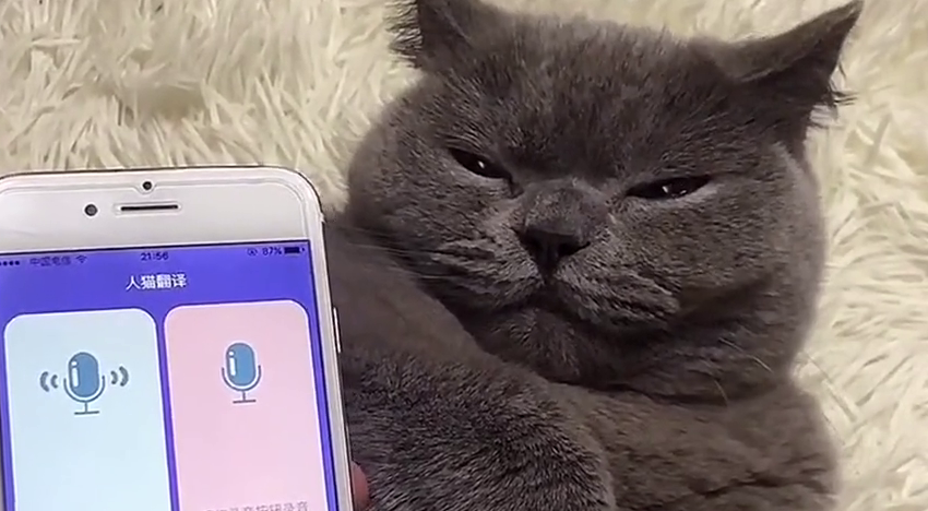 猫咪对话翻译器 猫咪对话翻译器