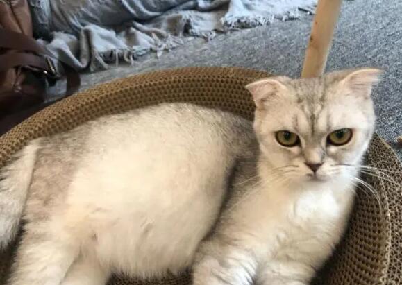 养猫的人心理问题比较多