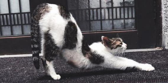 猫咪被踹屁股是为什么