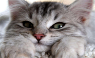 猫咪在我早上起床见到我就喵喵叫