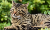 养狸花猫十大禁忌