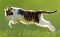 为什么有的猫咪不喜欢抬头