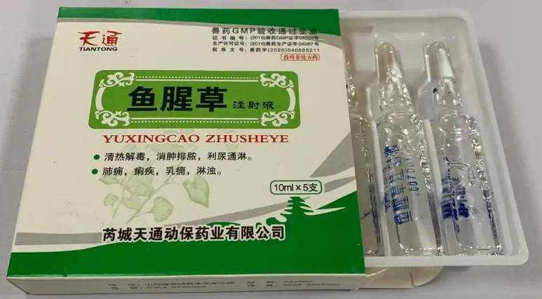鱼腥草和青霉素一起用兽用