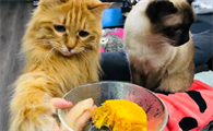 猫咪为什么爱吃芋头和红薯的原因
