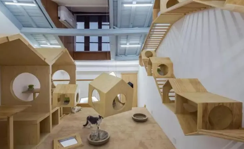 猫对居住空间的要求