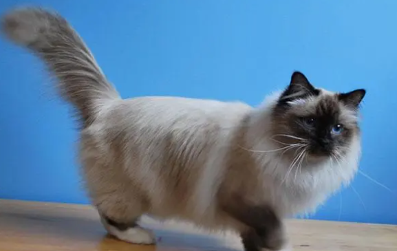 伯曼猫食欲不好是什么原因?铲屎官一定要了解 伯曼猫食欲不好是什么原因?铲屎官一定要了解