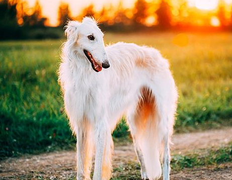 萌宠小知识：苏俄猎狼犬不能吃什么？