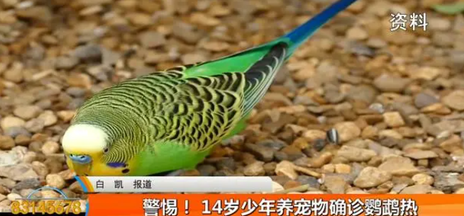 14岁少年养宠物确诊鹦鹉热!鸟笼一定要勤洗 14岁少年养宠物确诊鹦鹉热!鸟笼一定要勤洗