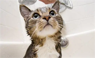 猫咪洗澡为什么发抖呢