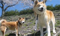 秋田犬不爱吃狗粮怎么办？这几个方法拿捏它！