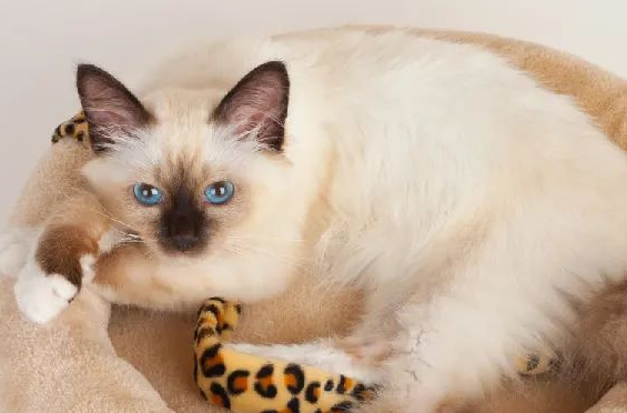 伯曼猫奶水不足怎么办?来这里了解下吧 伯曼猫奶水不足怎么办?来这里了解下吧