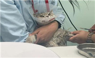 猫做了超声刀后悔死