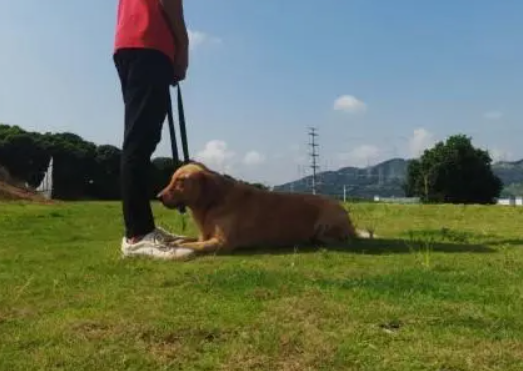 深圳有训犬学校吗